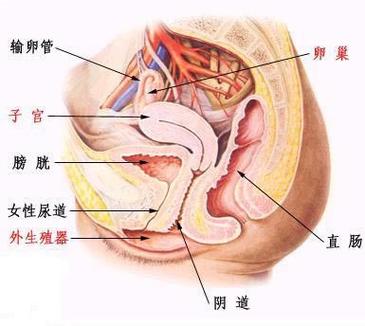 女性的隐秘部位到底什么样图片:结构及生殖生理详解