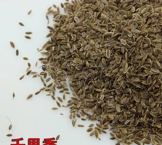 小茴香和孜然的功效与作用,小茴香和孜然药用区别图7