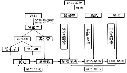 根据如图概念图请在从①到⑥的横线上填上适当内容[泌尿系统i组成肾脏