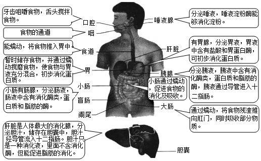 消化系统的组成包括( )a.消化道和消化液b.消化道和消化酶c.