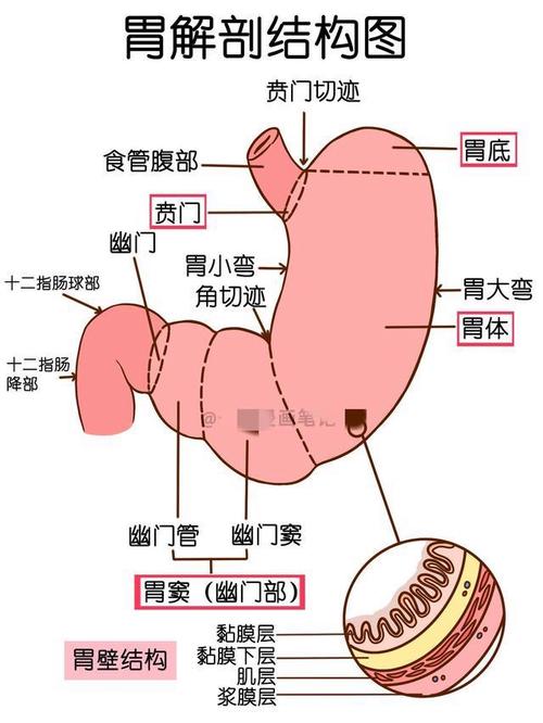 人体消化系统手绘解剖图.(仅供参考)