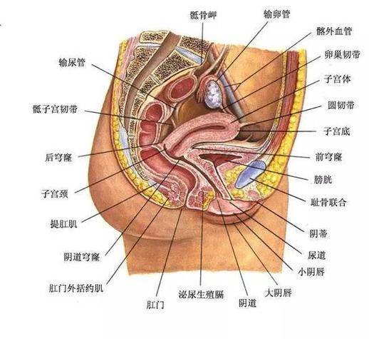 女人的尿道在哪_女性生殖图示结构详解