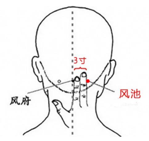 风池穴