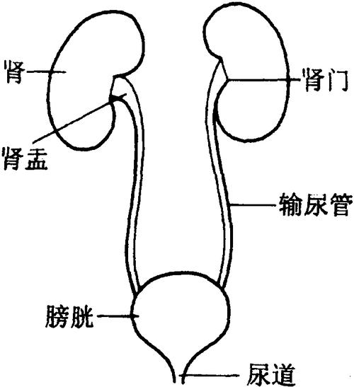 泌尿器