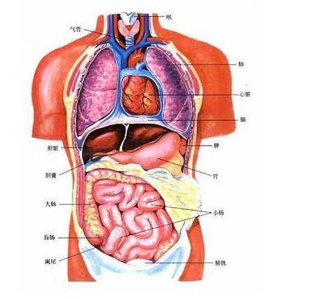 内脏器官透视:直视人体器官结构,赋能生物教育_系统_进行_相关