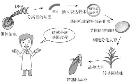 转基因生物也称为基因工程生物,现代生物技术生物,遗传改良生物体