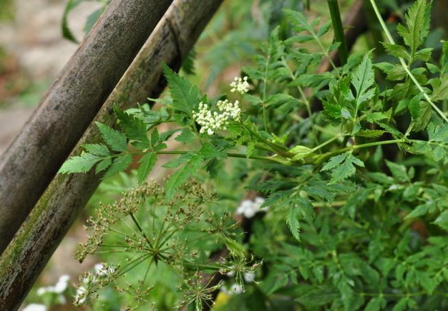 藁本图片藁本植物图片藁本野菜图片