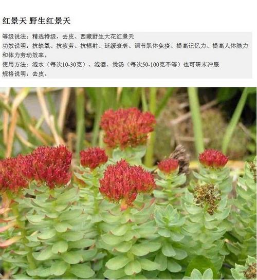 红景天中药材统货去皮精选送老人佳品 免费打粉1斤包邮