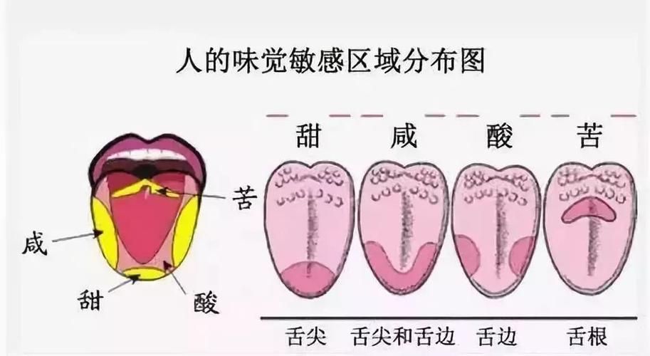 原来,在我们的舌头表面,特别是舌尖和侧缘有着许多密集的微小突起,在