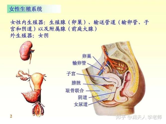 女性重要的一点就是弄明白自己性器官的结构,如何保护自己的隐私部位