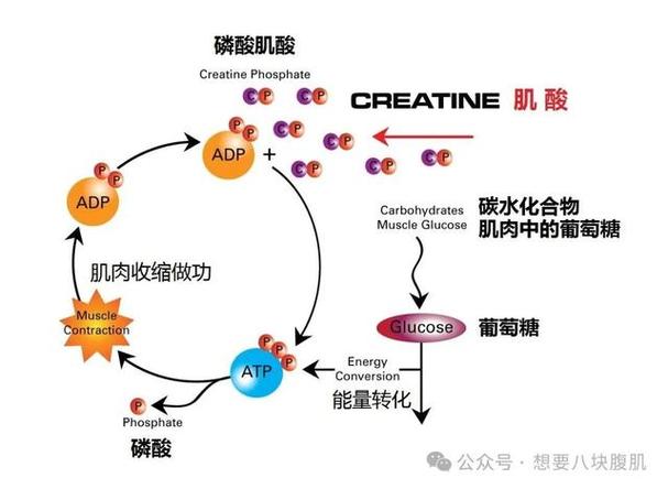 肌酸:你健身时的超级伙伴!