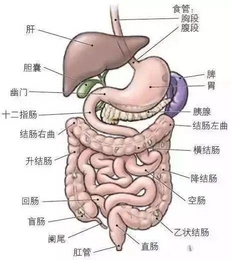 打卡18|减不掉的小肚腩?一组腹部训练动作,轻松练就马甲线