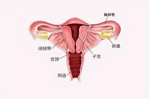 接下来的两次阴道内镜及宫腔镜检查显示恢复情况都超过了预期.