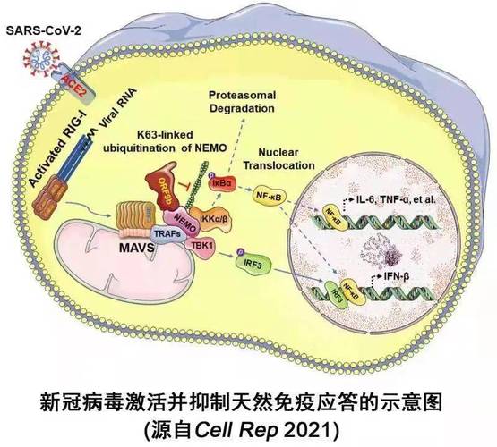 在这一阶段,人体免疫系统受到抑制,导致细胞中具有抗病毒和调节免疫的