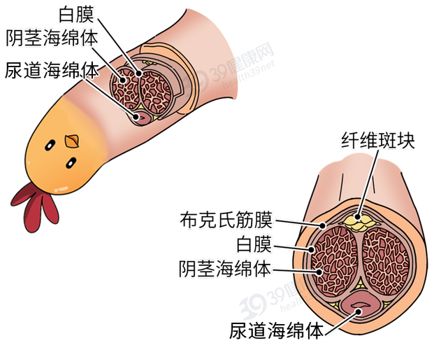 海绵体破裂,提醒:同房不是打仗,别过火_丁丁_性生活_大哥