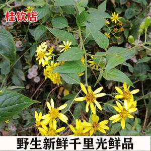 广西野生新鲜千里光中草药九里明黄花母宝宝洗澡九里光包邮