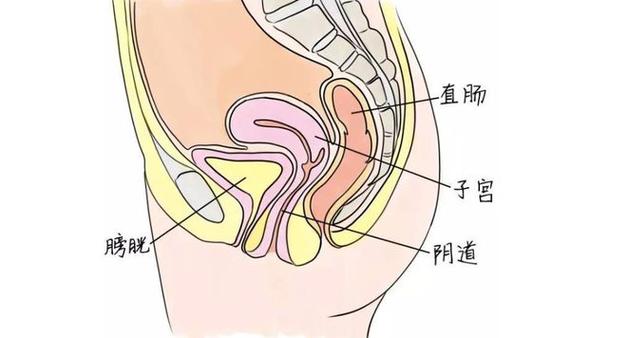 首先,从解剖结构来看,阴道是位于女性盆腔的一个伸展性管状结构,连接