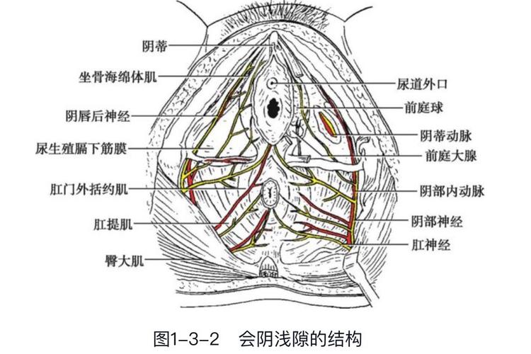 会阴浅间隙