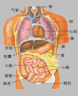 人体内脏结构图人体内脏结构图人体内脏结构图