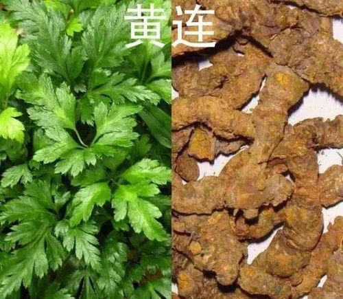 清热燥湿药:黄连,黄柏