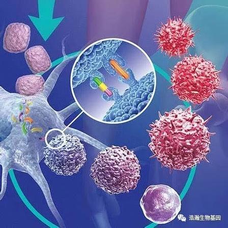 巨细胞病毒感染了近半数人类却被用于开发抗癌疗法