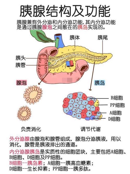 人体消化系统手绘解剖图.(仅供参考)