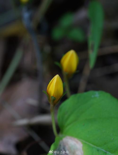 过路黄 lysimachia christinae ——报春花科珍珠菜属.