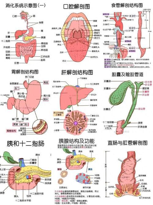 人体消化系统手绘解剖图.(仅供参考)