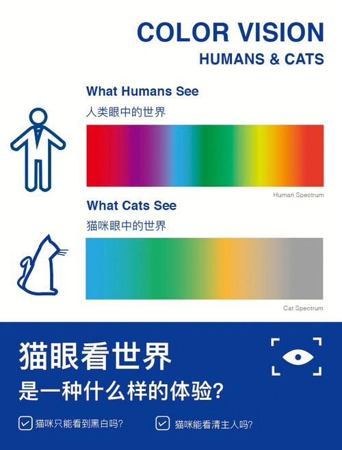 猫猫是色盲吗?带你还原猫猫眼中的世界!