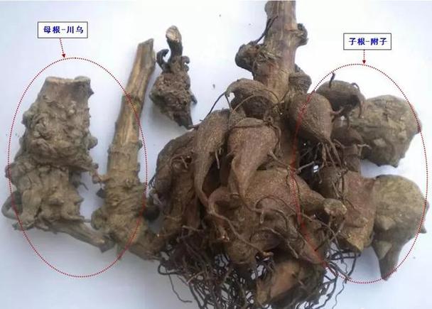 川乌,草乌,附子的植物学解释