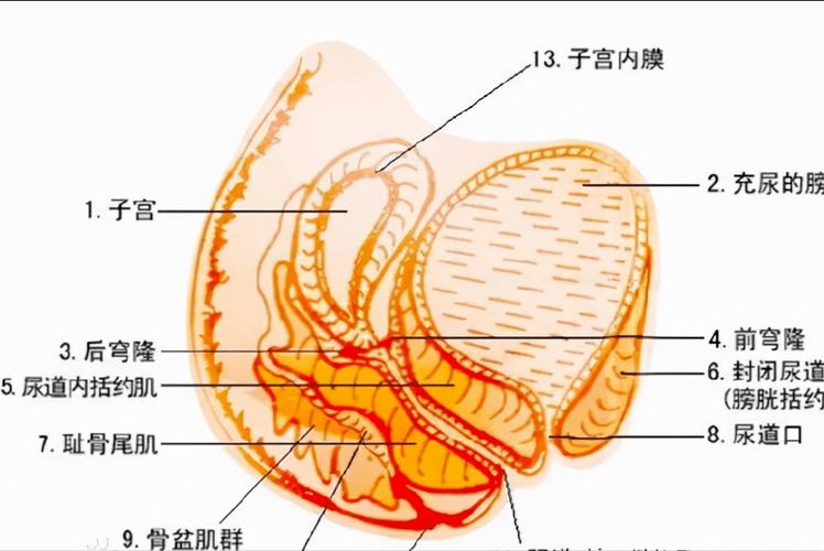 由于女性生理结构的特殊性,导致很多女性朋友深受阴道炎和尿道炎的