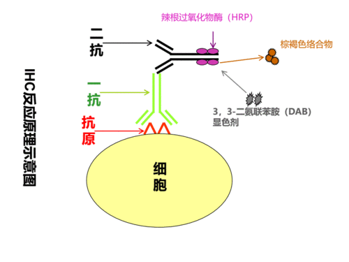 免疫组化,免疫荧光,流式细胞术的应用比较及常见问题分析.pdf