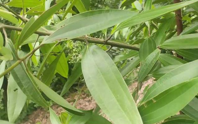 肉桂是什么植物? 肉桂是什么植物图片