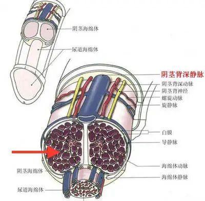 因为,丁丁主要是由血管和3个海绵体构成,并没有骨骼和肌肉等组织,不会