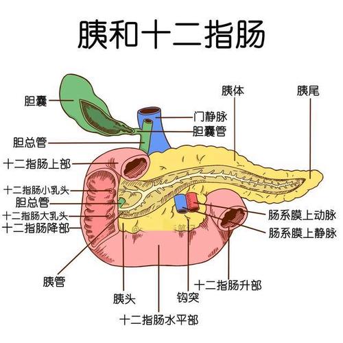 人体消化系统手绘解剖图.(仅供参考)