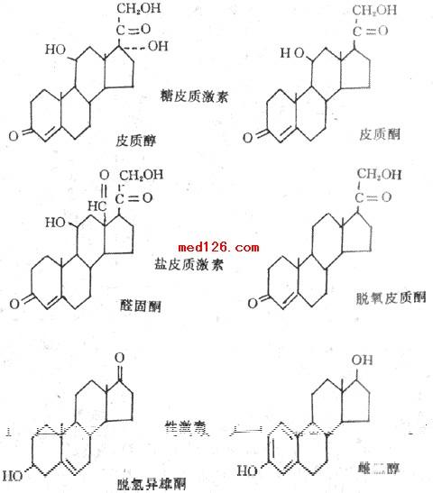 生理学肾上腺:肾上腺皮质激素 促肾上腺皮质激素 acth 肾上腺髓质