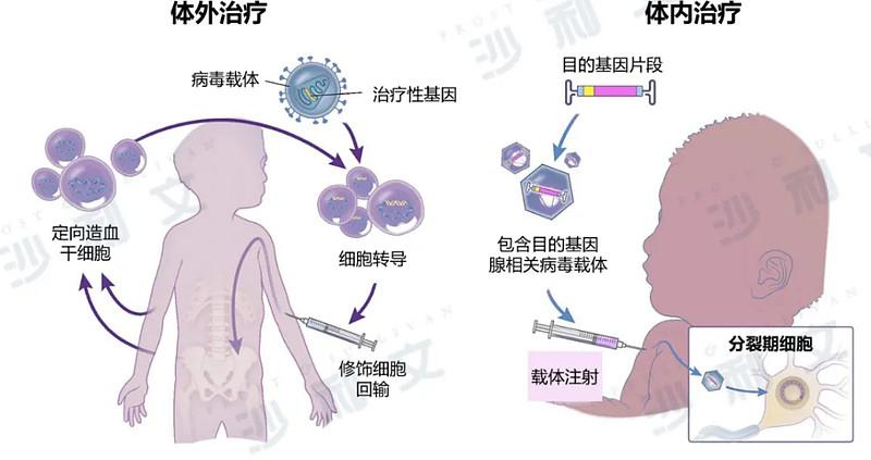 细胞和基因疗法 2023年年末,细胞和基因治疗领域投资并购动作频频