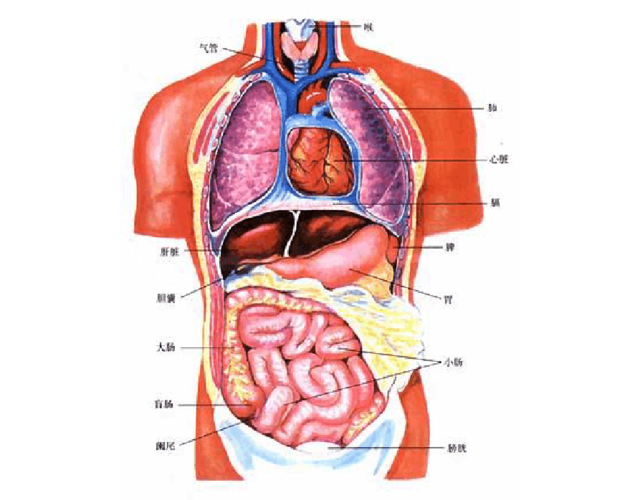 人体结构示意图