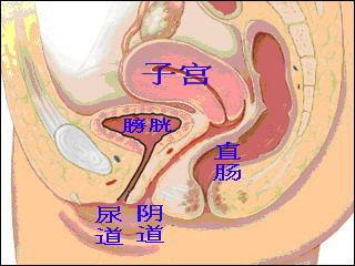 揭秘女性生殖系统图