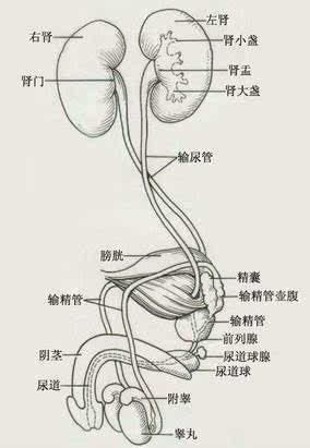 参考图:男性泌尿系统