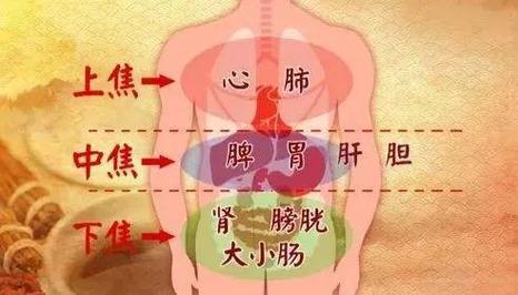 最新最全经络高清动图,所有穴位都有!再也不怕找不到穴位了!