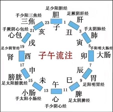 大肠经5-7点(排便) 胃经7-9点(吃早餐) 脾经9-11点(造血,喝水) 心经11