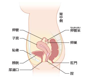 女性生殖器的结构是什么样子的?