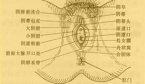 成熟女性阴部知识新婚夫妻必知的私处阴部常识