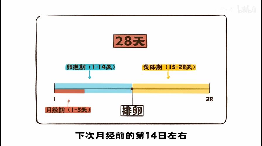 姨妈痛到底痛的是哪里? - 哔哩哔哩